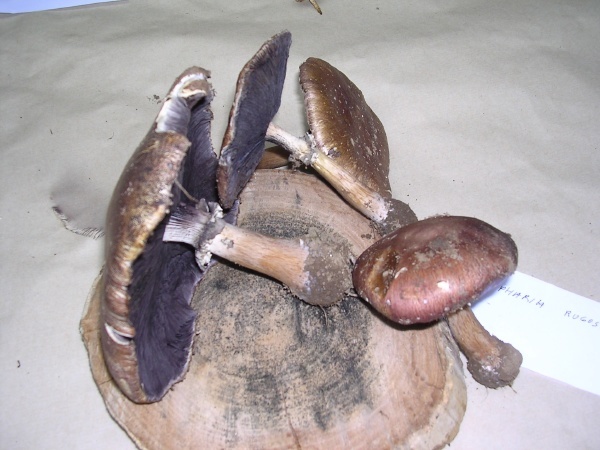 STROPHARIA RUGOSOANNULATA